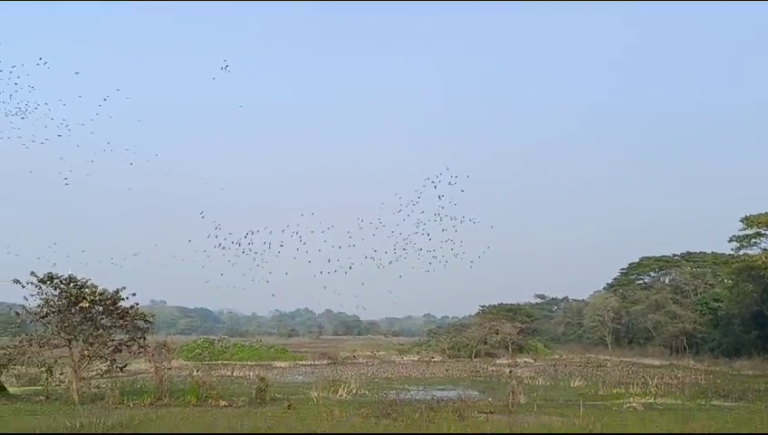 অজস্র পরিযায়ী পাখির আগমন গয়েশপুরে